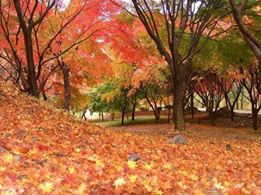 낙엽as.jpg