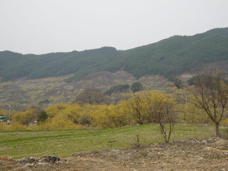 spring 007.jpg