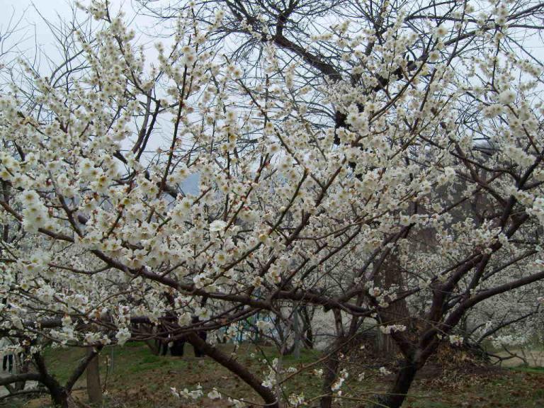 spring 026.jpg