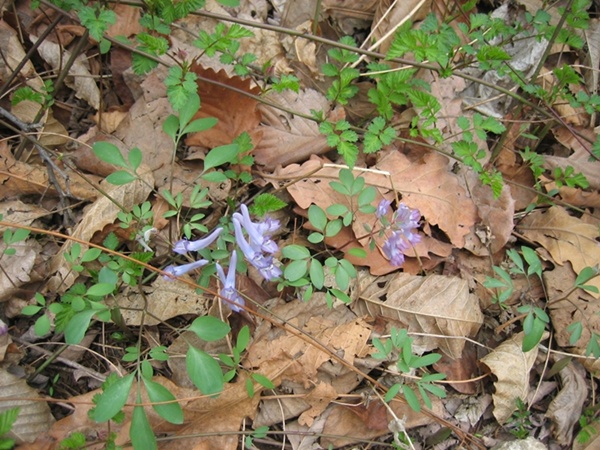 IMG_4871.JPG