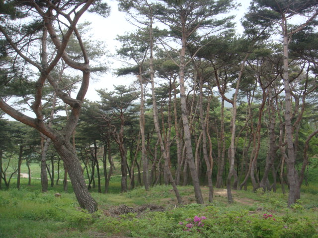 haemieupsung 017.jpg