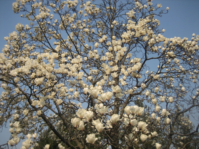 IMG_6593.JPG