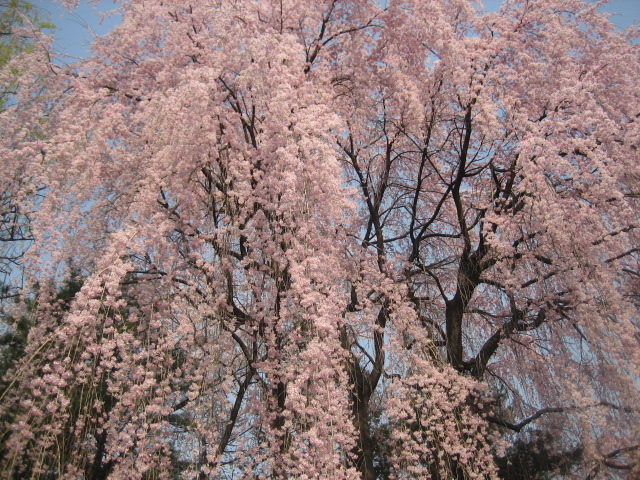 IMG_6597.JPG