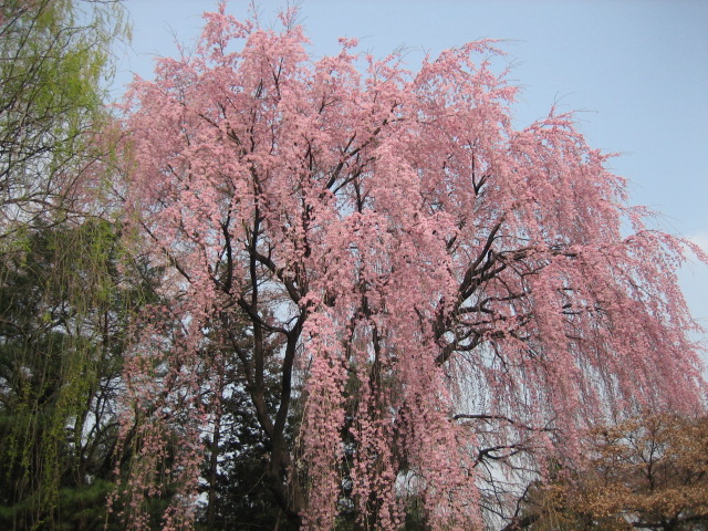 IMG_4853.JPG