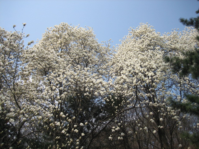 IMG_4864.JPG