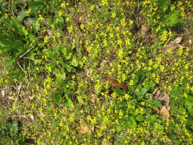 IMG_4868.JPG
