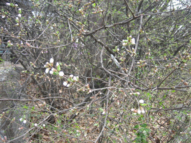 IMG_4870.JPG