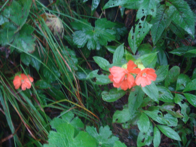 DSC04457.JPG