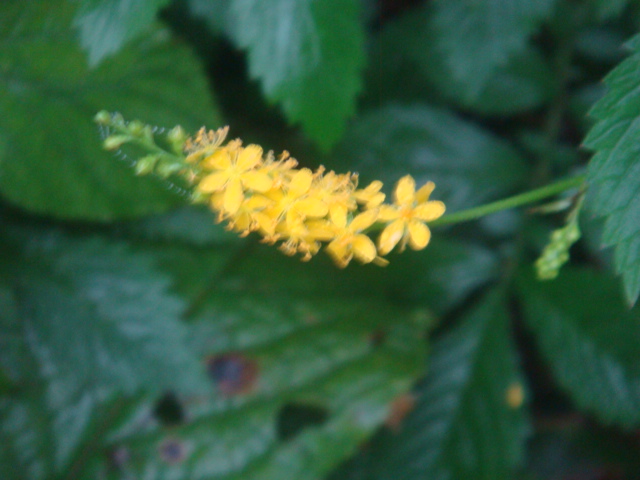 DSC04473.JPG
