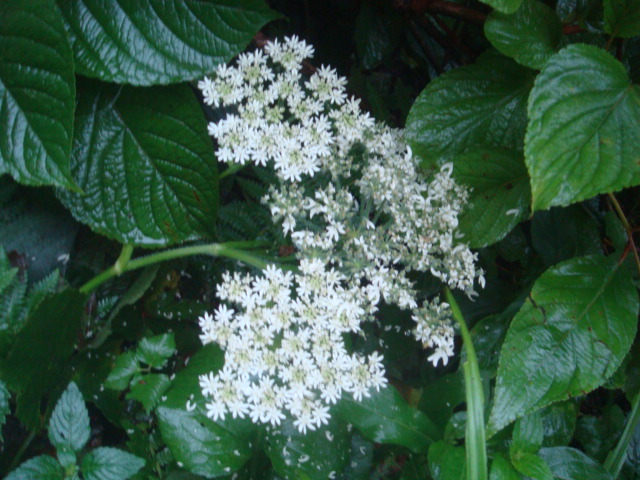 DSC04477.JPG