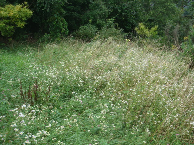 DSC04483.JPG