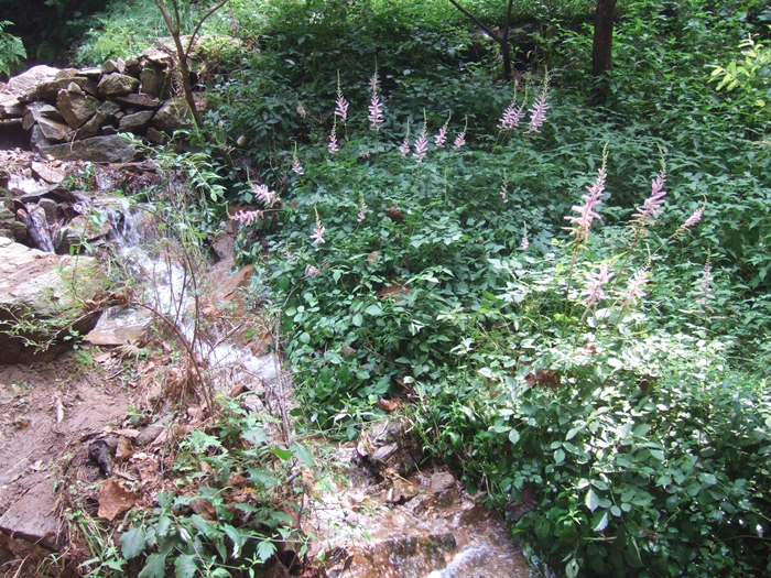 summerDSCF6364.JPG
