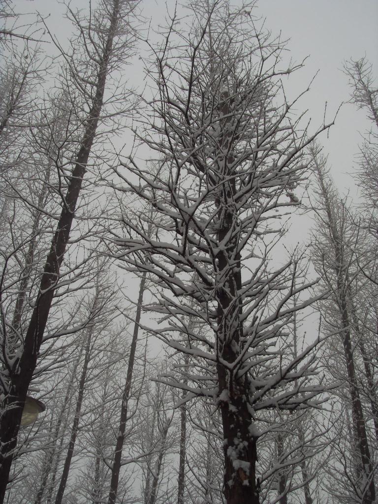 눈온날 020.jpg