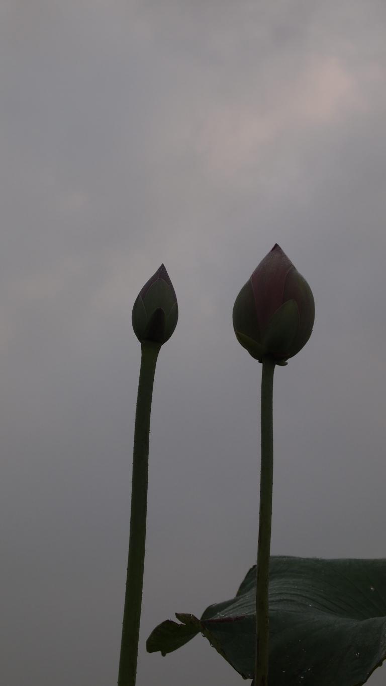 P1010288.JPG