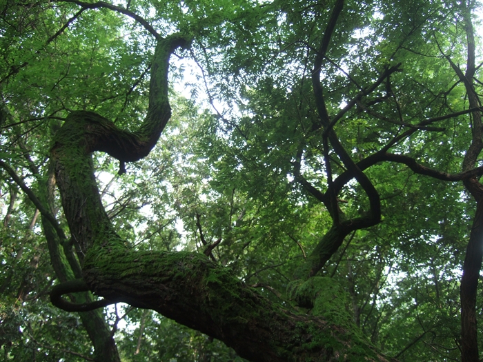 summerDSCF6379.JPG