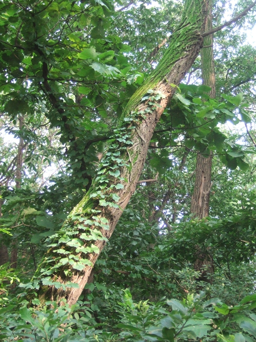 summerDSCF6392.JPG