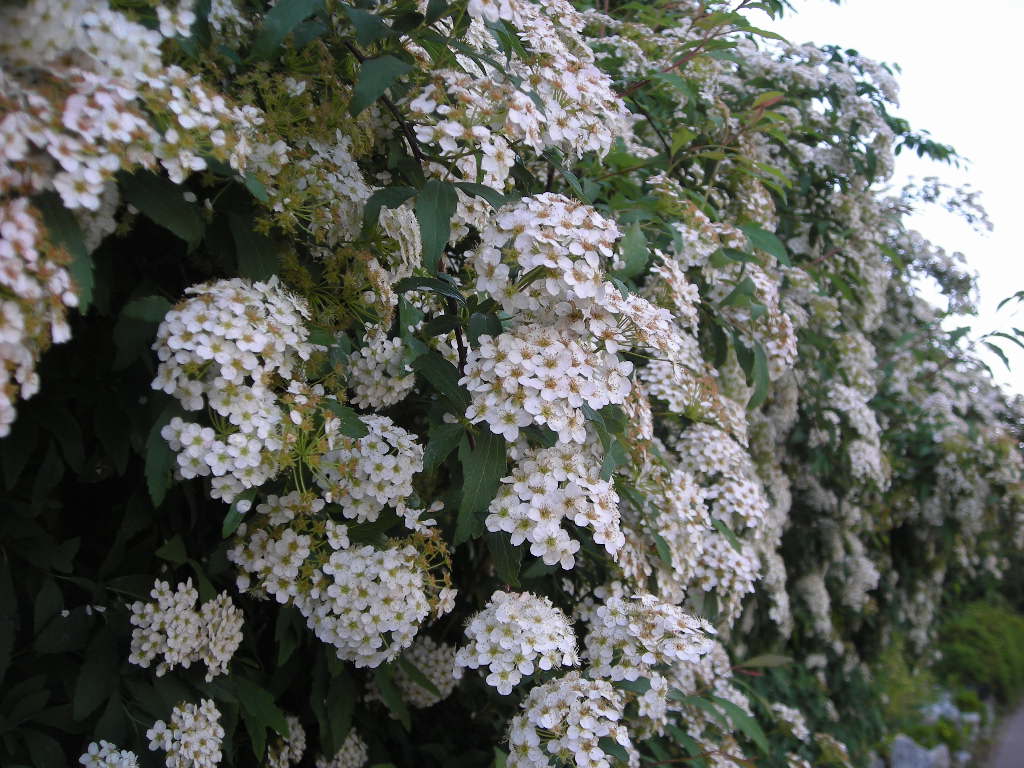 DSCN0768.JPG