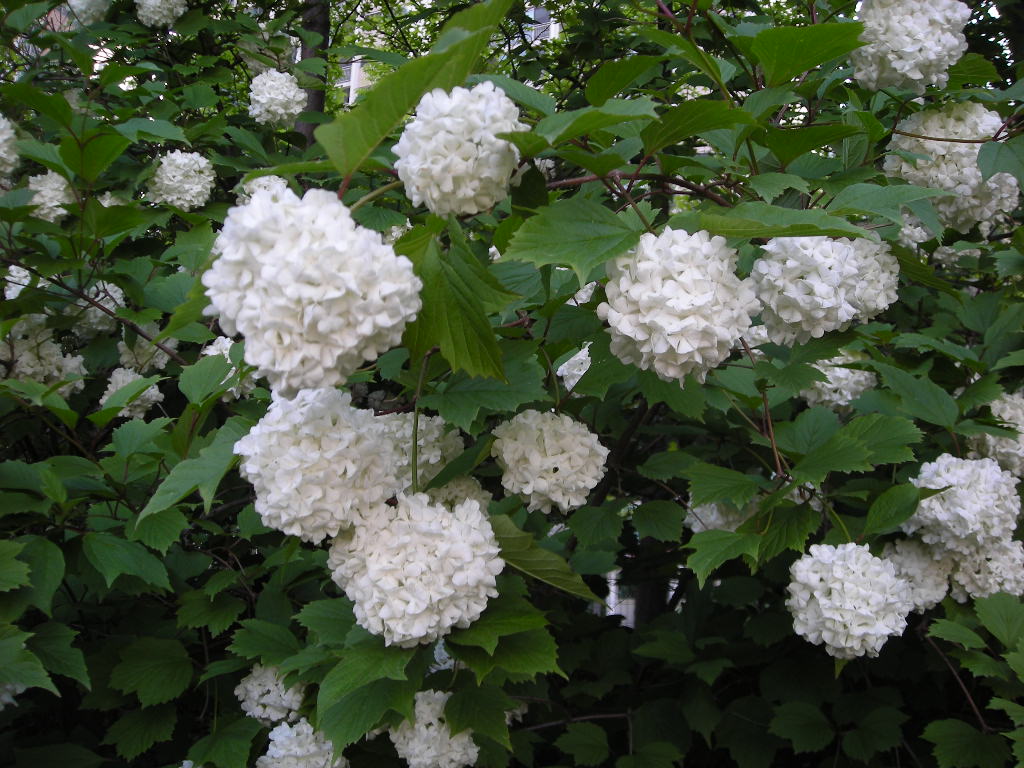 DSCN0770.JPG