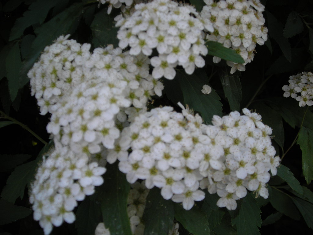 DSCN0771.JPG