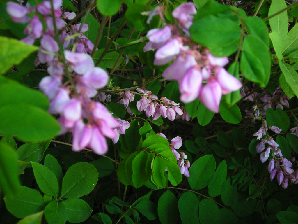 DSCN0774.JPG