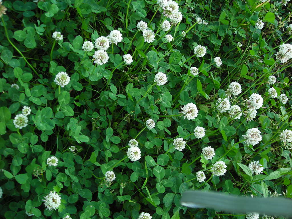 DSCN0775.JPG