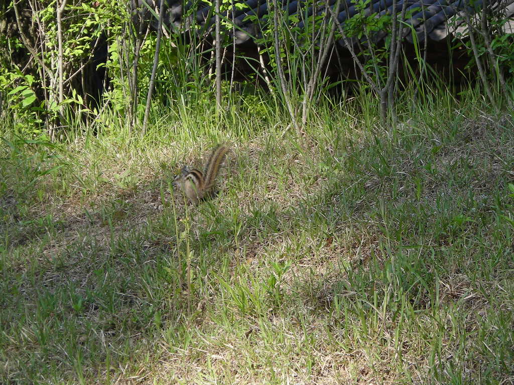 DSCN0782.JPG