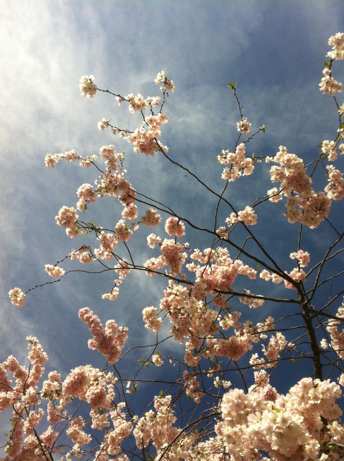 벚꽃 3.jpg