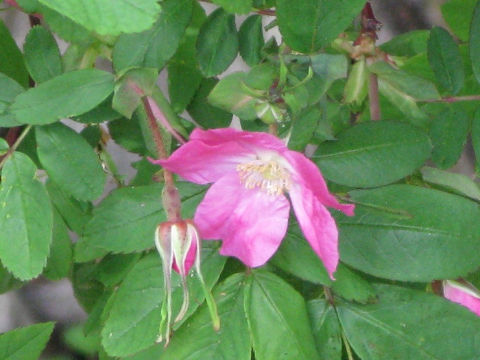 IMG_8090.JPG