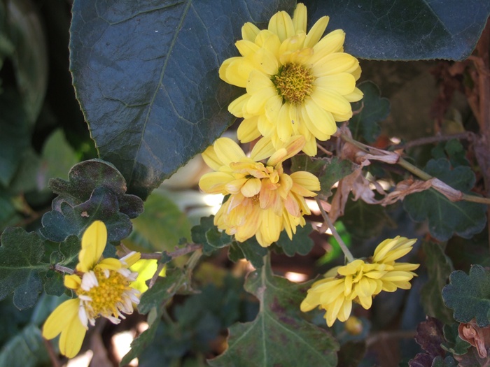 DSCF6259.JPG