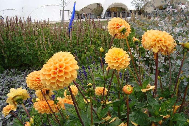 schwenningen gartenschau 2010 010.JPG