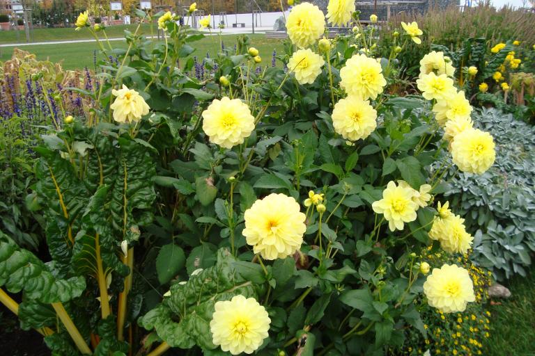 schwenningen gartenschau 2010 011.JPG