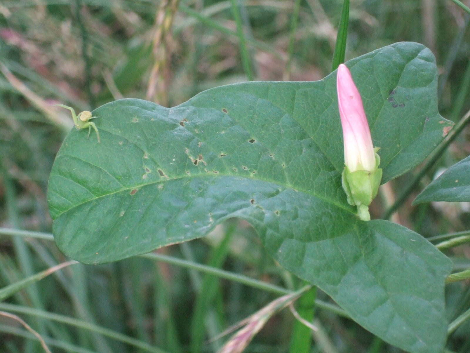 DSCF2381.JPG