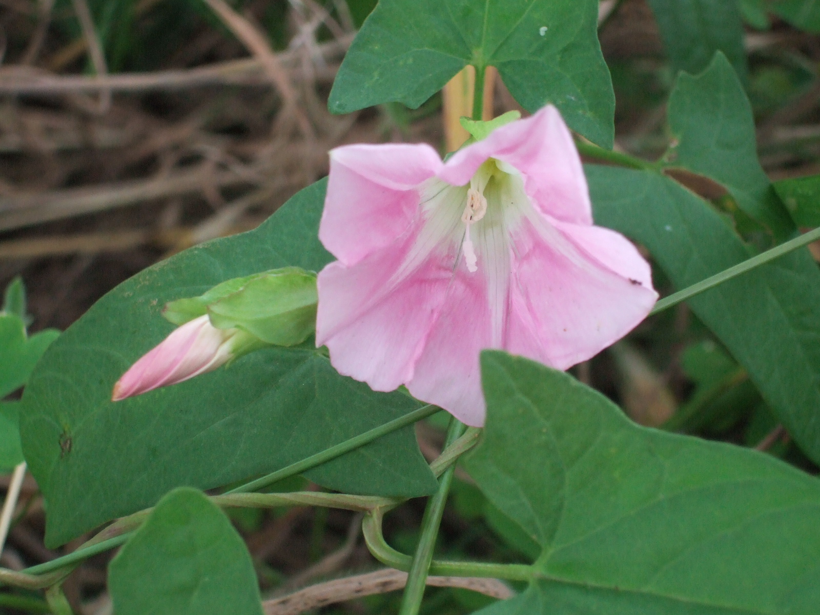 DSCF2382.JPG