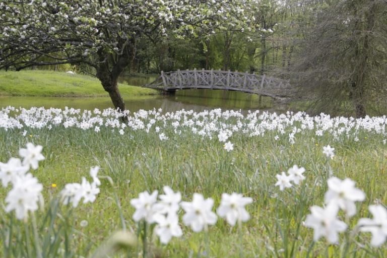 white garden 1.JPG