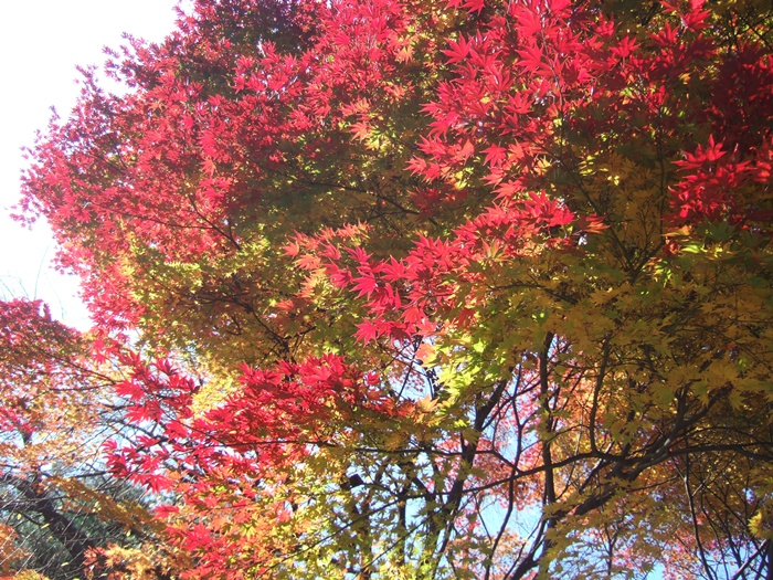 DSCF6194.JPG