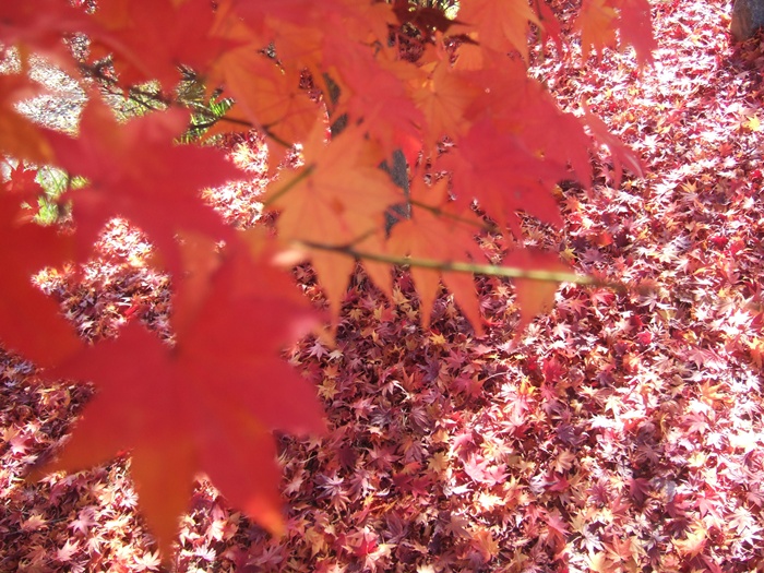 DSCF6198.JPG