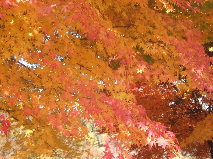 DSCF6211.JPG
