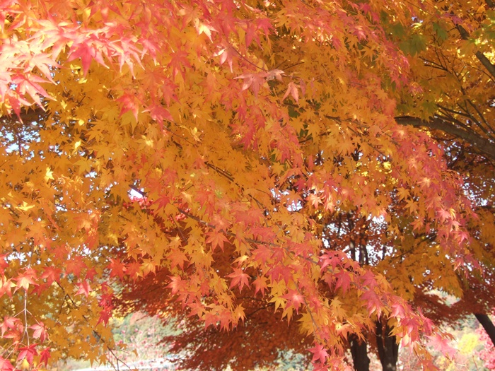 DSCF6212.JPG