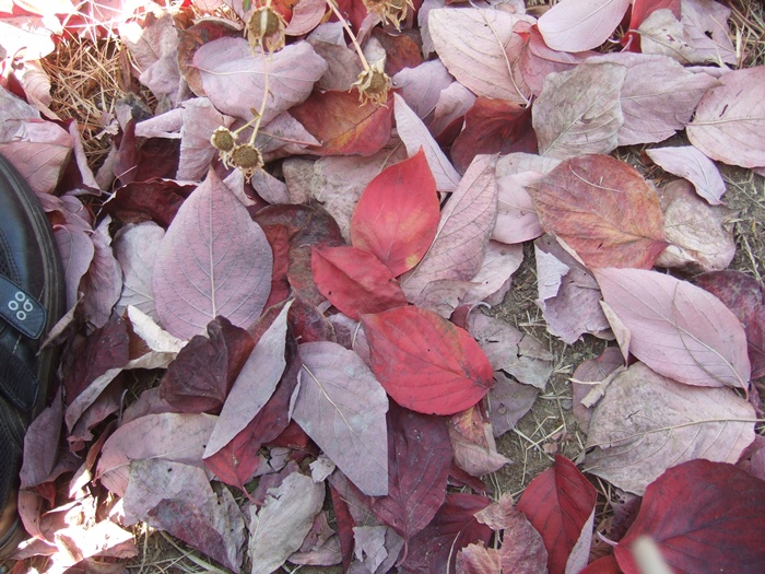 DSCF6214.JPG