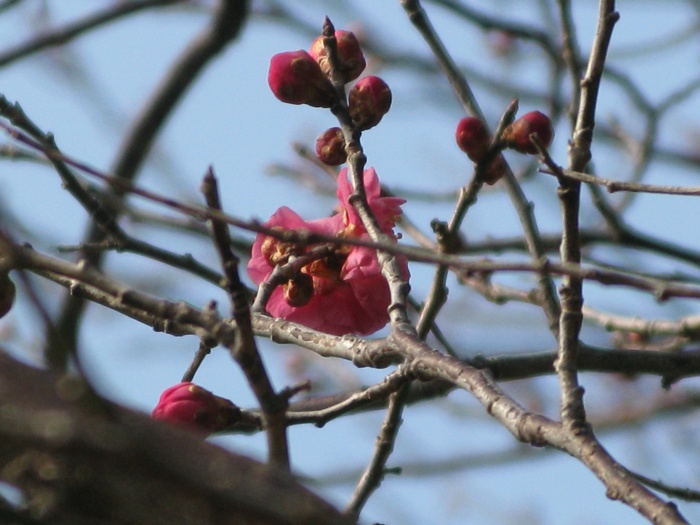 IMG_5260.JPG
