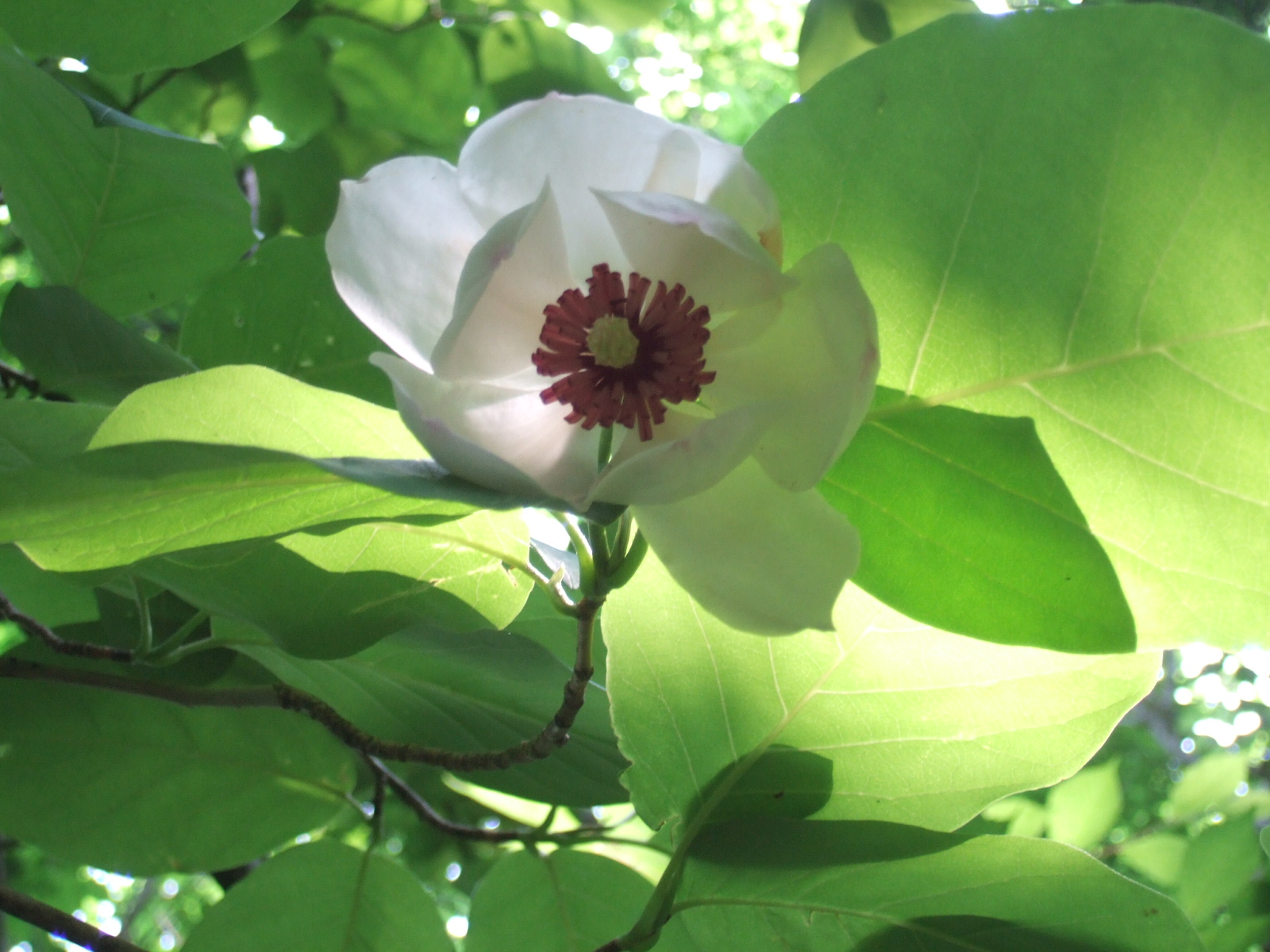 DSCF2274.JPG