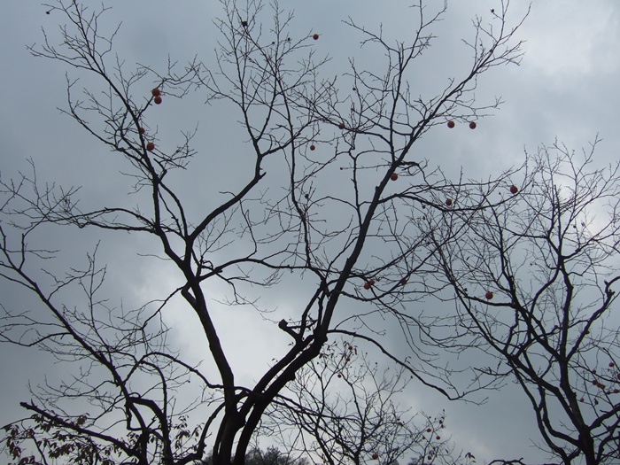 DSCF6176.JPG