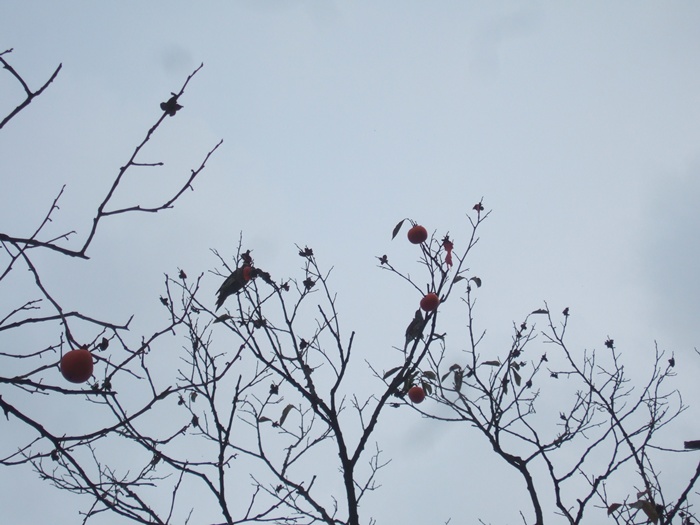 DSCF6182.JPG