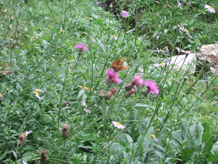 DSCF4527.JPG