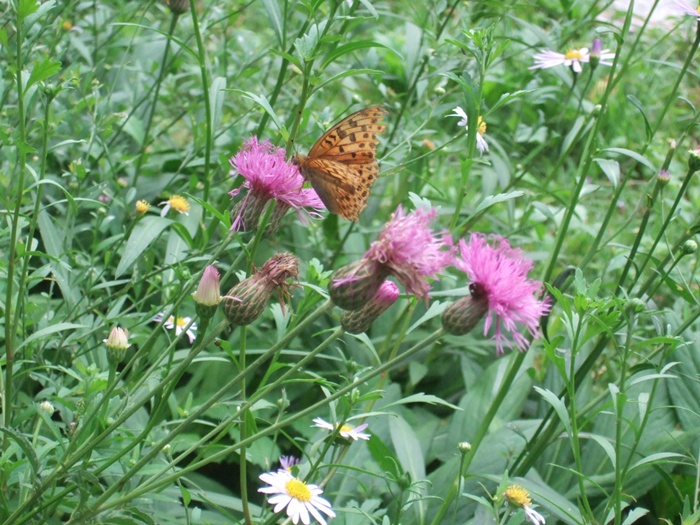 DSCF4529.JPG