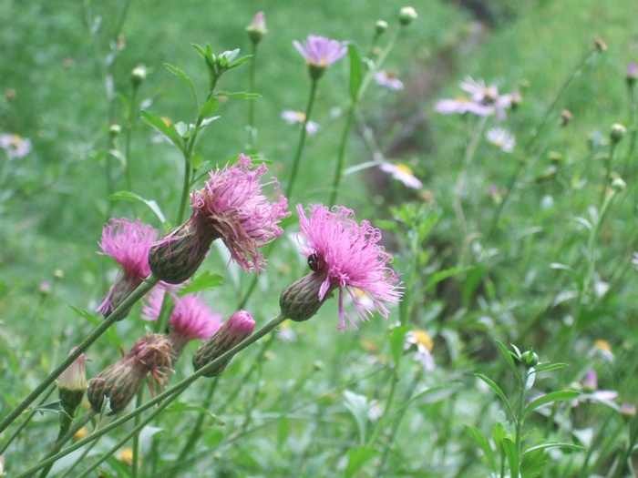 DSCF4530.JPG
