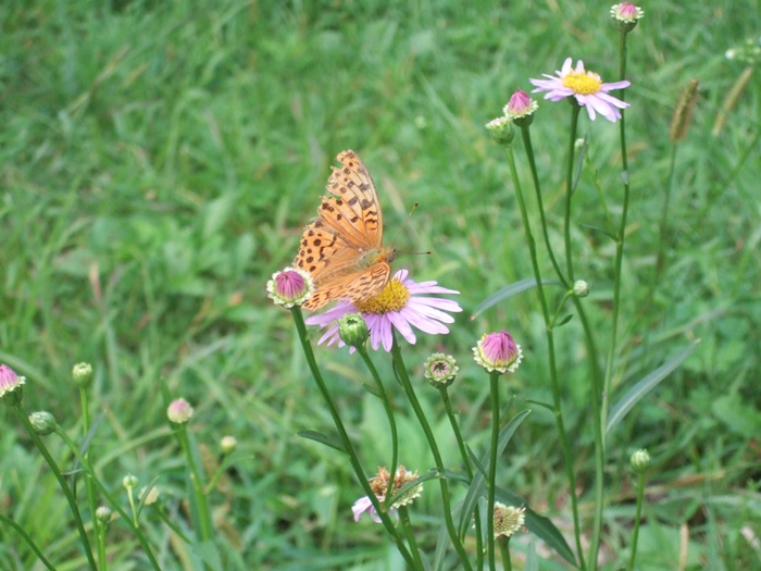DSCF4534.JPG