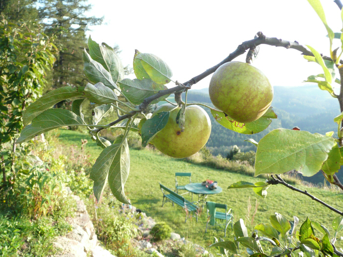 Herbst 4P1210629.JPG