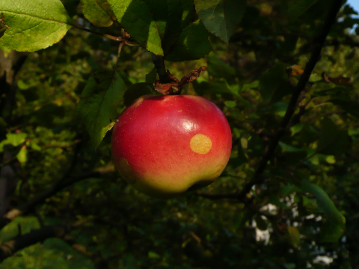 Herbst 5P1210691.JPG
