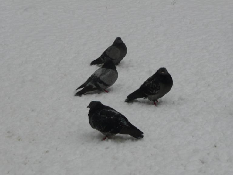 The Falling Snow 3.JPG